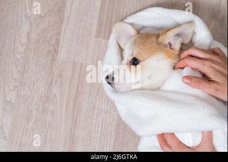 Donna ha avvolto un cucciolo rosso di corgi in una coperta. Foto Stock