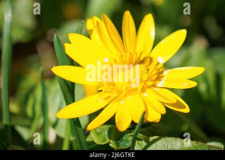 Macro fiore giallo primavera. Minore celandina, ficaria verna o bicchiere di fico Foto Stock