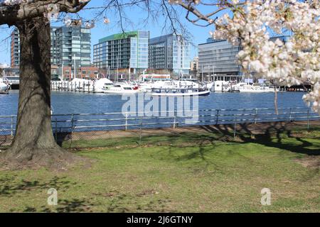 Beautiful White Cherry Blossom Tree Boats The Wharf Washington DC.JPG Foto Stock