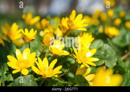 Fiori gialli primaverili di celandina minore, ficaria verna o bicchiere di fico Foto Stock