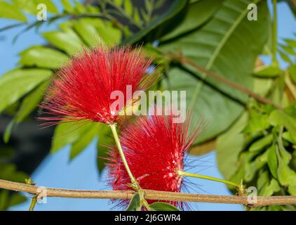 Bel fiore rosso Ohia Lehua in fiore sullo sfondo naturale Foto Stock