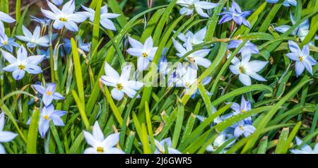 I croci blu crescono a terra all'inizio della primavera. I primi fiori primaverili fioriscono nel giardino Foto Stock