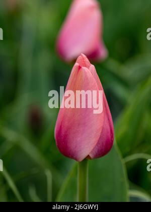 Campi pieni di tulipani rosa in New Jersey Foto Stock