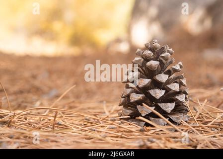 Cono di pino asciutto su terreno forestale in luce diurna Foto Stock