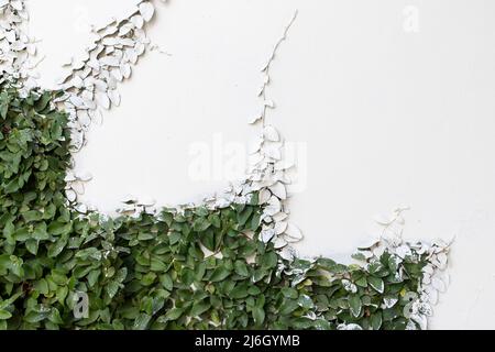 Verde pianta del superriduttore su una parete coperta con una vernice di parete che ricopre le sue foglie Foto Stock