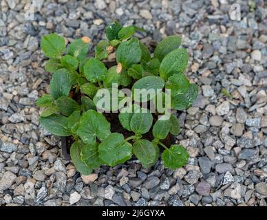 Piantagione di cetrioli o coltivazione di cetrioli piantine in un vassoio Foto Stock