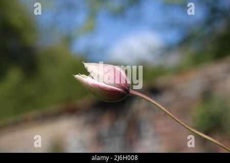 Singolo fiore rosa clematis germoglio in primavera con giardino parete sfondo Foto Stock