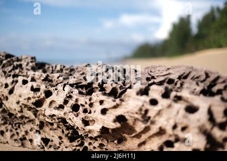 Un molto vecchio, sbiancato dal sole e mangiato dal legno di driftwood dei vermi, lavato alla spiaggia sabbiosa incontaminata del mare delle Andamane Foto Stock