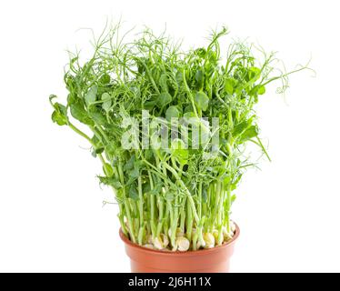 Microgreens freschi di piselli in vaso di plastica isolato su sfondo bianco Foto Stock