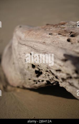 Un molto vecchio, sbiancato dal sole e mangiato dal legno di driftwood dei vermi, lavato alla spiaggia sabbiosa incontaminata del mare delle Andamane Foto Stock