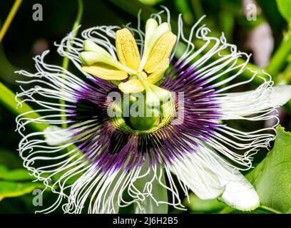 Fiore frutto della passione (passiflora edulis) e sulla vite Foto Stock