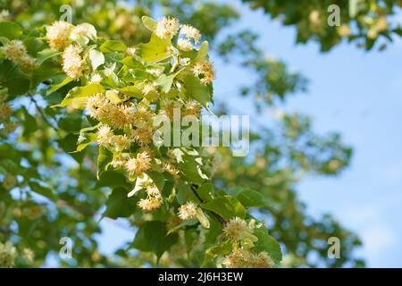 Un bumblebee estrae il polline da un tiglio. Un'ape grande che raccoglie nettare da un fiore giallo. Foto Stock