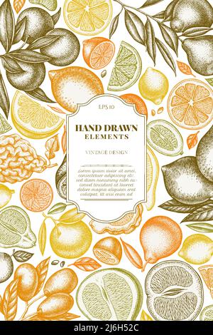 Carta Citrus vintage design. Kumquat disegnato a mano, limone, tangelo, ecc. Illustrazione Vettoriale