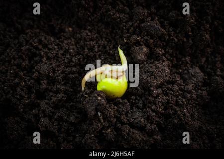 Semi di piselli germogliati in primo piano sul terreno. Germoglio dal cotiledone, radici Foto Stock