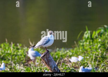 Gabbiani a testa nera seduti su un palo al bordo delle acque Foto Stock