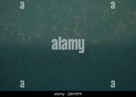 Un piccolo pesce si nasconde su un terminatore (il confine tra ombra e luce) in un mare profondo Foto Stock