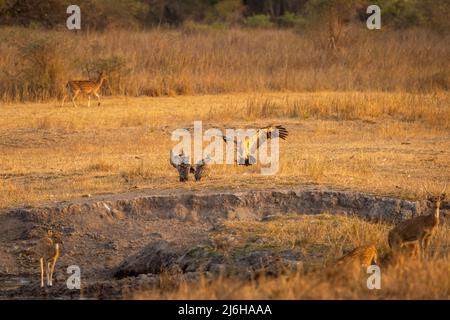 Il Vulture indiano a lungo fatturato o Gyps indica una specie di avvoltoio criticamente in pericolo di sbarco con alva piena vicino al gregge al parco Nazionale di bandhavgarh Foto Stock