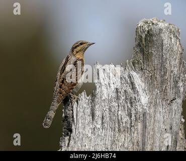 Eurasian spasmodico (Jynx torquilla) Foto Stock