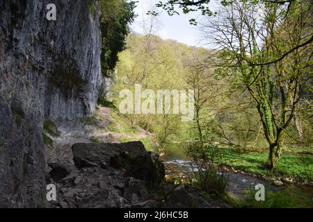 Un'ottima passeggiata nelle profondità di Chee dale nel distretto di Derbyshire Peak. Foto Stock