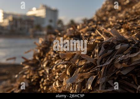 Primo piano delle alghe di Posidonia essiccate, Posidonia oceanica, in una baia sull'isola di Maiorca, al tramonto Foto Stock