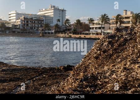 Primo piano delle alghe di Posidonia essiccate, Posidonia oceanica, in una baia sull'isola di Maiorca, al tramonto Foto Stock