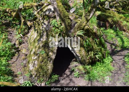 Un'ottima passeggiata nelle profondità di Chee dale nel distretto di Derbyshire Peak. Foto Stock