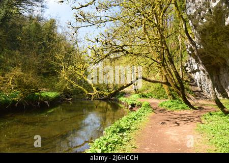 Un'ottima passeggiata nelle profondità di Chee dale nel distretto di Derbyshire Peak. Foto Stock