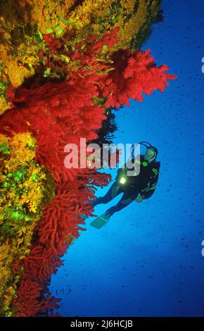 Subacqueo con rientro in mare rosso (Paramuricea clavata), Corsica, Francia, Mar Mediterraneo Foto Stock