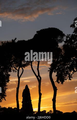Silhouette di alberi contro il cielo del tramonto, paesaggio tranquillo in un parco. Foto Stock