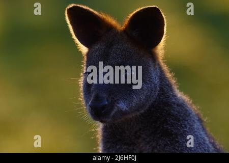 Il wallaby della palude, Wallabia bicolor, è un piccolo marsupiale macropode dell'Australia orientale, questo canguro è anche comunemente conosciuto come il wallaby nero, beauti Foto Stock