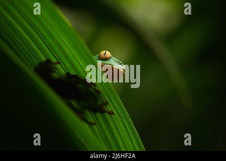 Rana foglia con occhi d'oro, Cruziohyla calcarifer, rana verde nascosta sulle foglie, rana albero nell'habitat naturale, Corcovado, Costa Rica Foto Stock