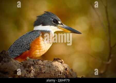 Kingfisher anellato, Megaceryle torquata, uccello blu e arancione seduto sul ramo di albero, uccello nell'habitat naturale, Baranco Alto, Pantanal, Brasile Foto Stock