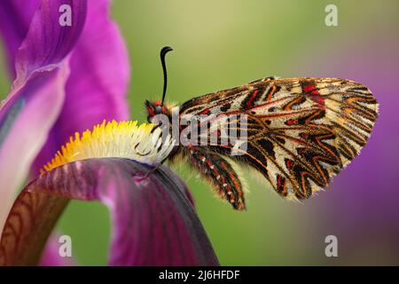 Bella farfalla Festoon meridionale, Zerynthia polyxena, succhiare nettare da viola scuro iride fiore Foto Stock