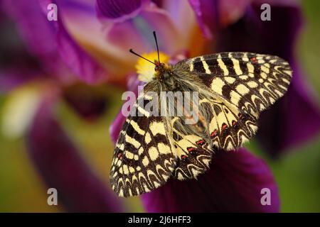 Bella farfalla Festoon meridionale, Zerynthia polyxena, succhiare nettare da viola scuro iride fiore Foto Stock