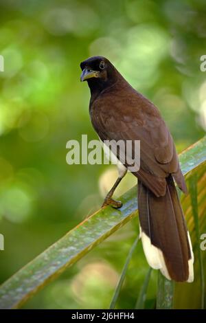 Jay marrone, Cyanocorax morio, uccello dalla foresta verde del Costa Rica, nell'habitat degli alberi Foto Stock