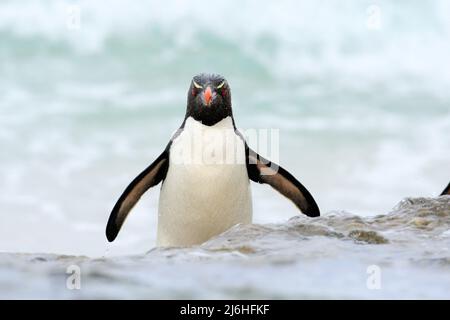 Il pinguino Rockhopper, Eudyptes Chrysocome, salta dall'acqua blu mentre nuota attraverso l'oceano a Falkland Island Foto Stock