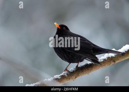 Uccello nero comune Blackbird, Turdus merula, seduto sul ramo con la neve Foto Stock