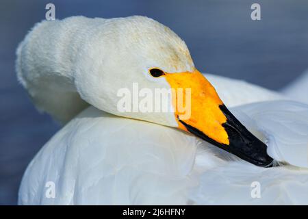 Whooper Swan, Cygnus cygnus, ritratto di uccello con becco nero e giallo, Hokkaido, Giappone Foto Stock