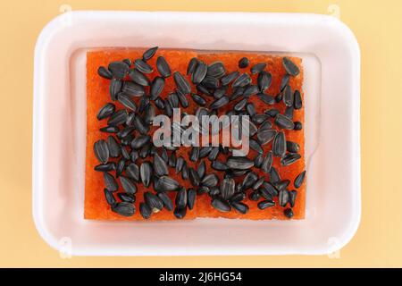 Semi di girasole in un contenitore per microgreens. Coltivando microgreens dai semi di girasole nel paese. Foto Stock