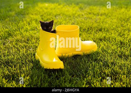 Divertente gattino nero seduto in giallo stivale su erba. Concetto di immagine carino per i calendari e gli opuscoli delle cartoline con l'animale domestico Foto Stock