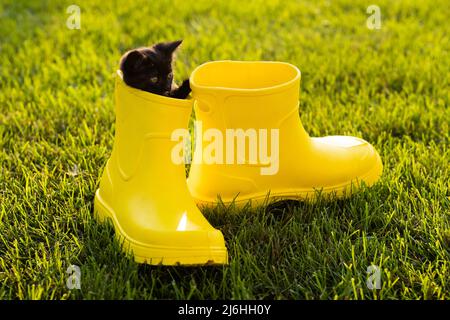 Divertente gattino nero seduto in giallo stivale su erba. Concetto di immagine carino per i calendari e gli opuscoli delle cartoline con l'animale domestico Foto Stock