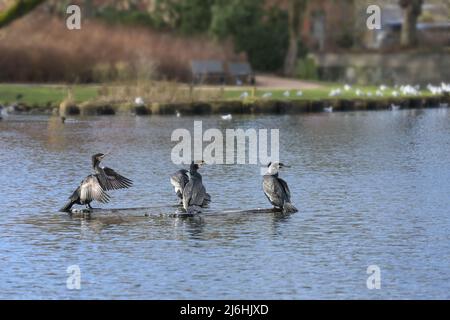 Cormorani (Phalacrocorax carbo) riposando ed asciugando le loro piume su un ceppo dopo la pesca nel lago, gli uccelli spesso visitano le acque intorno al suo Foto Stock