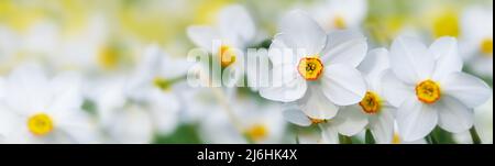 Fiori di poeti bianchi daffodil (Narcissus poeticus) con un anello giallo rosso in fiore crescente in un prato fiorente, formato banner panoramico, copia Foto Stock