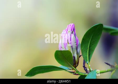 Germoglio rosa di un fiore di azalea, genere Rhododendron, arbusto fiorente in primavera, sfondo verde naturale con grande spazio di copia, fuoco selezionato, dep stretto Foto Stock