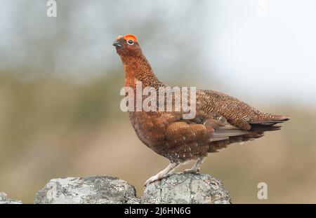 Red Grouse, Nome scientifico: Lagopus Lagopus. Maschio Red Grouse con sopracciglia rossa svasata in cima a un muro di pietra arenaria ricoperto di lichene. Rivolto a sinistra Foto Stock