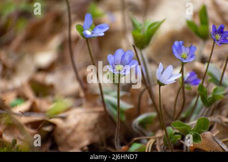 Fiori gruppo comune hepatica, blu piante primaverili, vista di aprile Foto Stock
