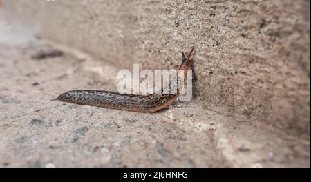 Lo slug striscia sulla superficie concreta e lascia goo Foto Stock