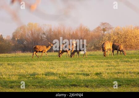Una mandria di cervi rossi femminili sta pascolare su un prato, fauna selvatica primaverile Foto Stock