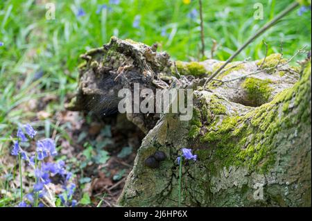 Blue blues tappeto bosco in primavera, in un bosco minacciato da sviluppatori. Kent, Inghilterra Foto Stock