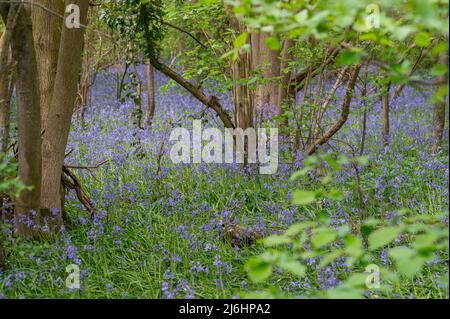 Blue blues tappeto bosco in primavera, in un bosco minacciato da sviluppatori. Kent, Inghilterra Foto Stock
